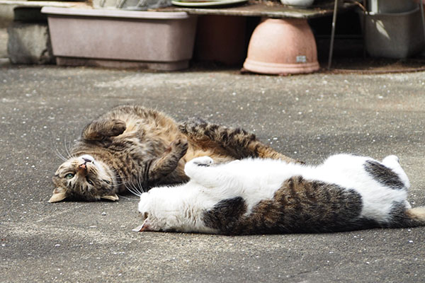 同時にころんセイとシマヲ