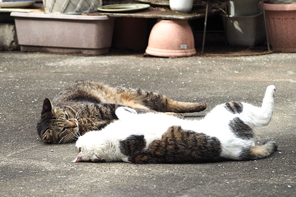 同時にころんセイとシマヲ２
