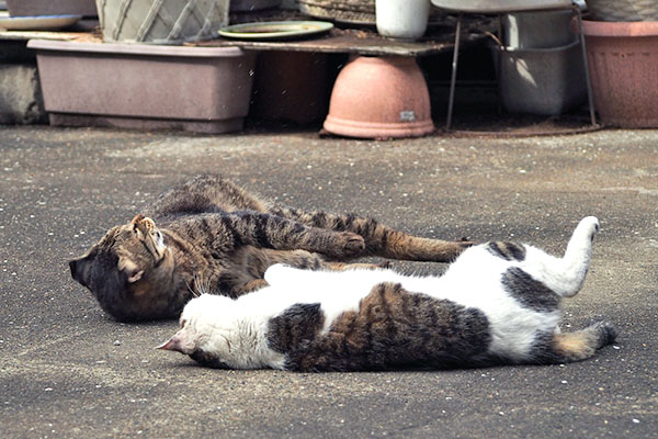 同時にころんセイとシマヲ３