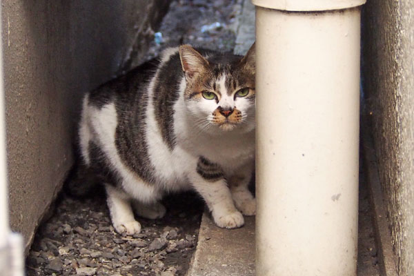 決まってるにゃ　しぐれ