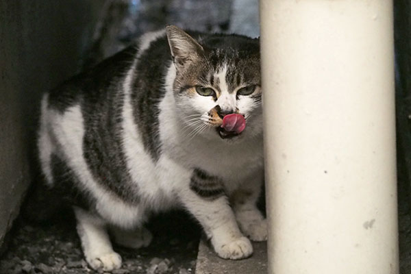 んまっ　しぐれ