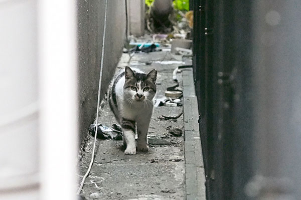 路地　しぐれ