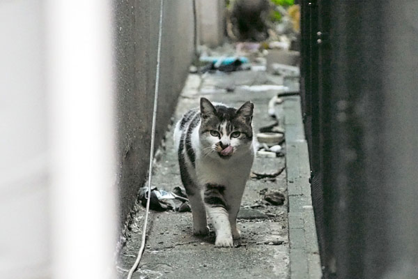 ちゅ～るとか　しぐれ