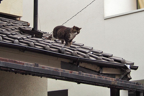 来るようです　アシメ