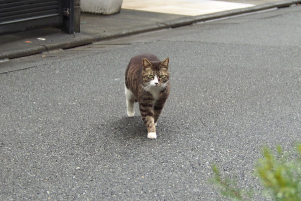 上手に下りた　アシメ