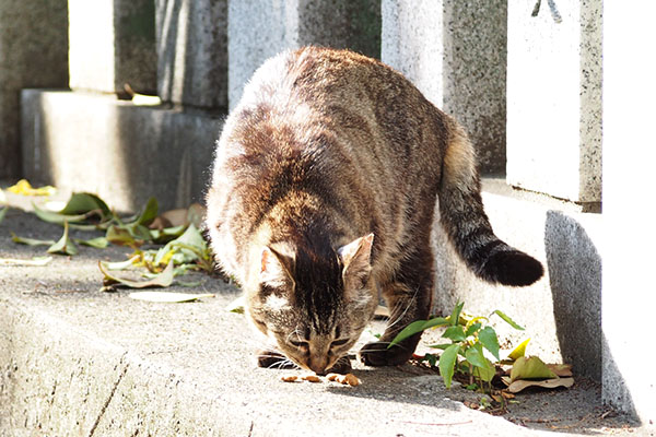 カリカリ　きじとらガール