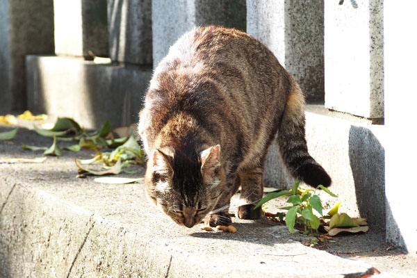 食べてる　きじとらガール