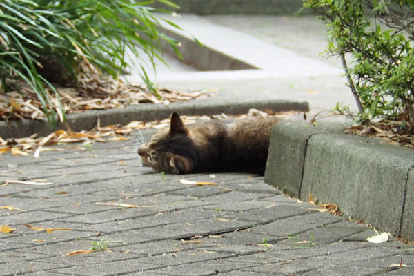 こてん　アビ