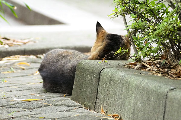 後ろ頭　アビ