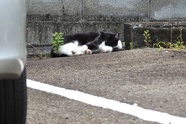 すやすや　まこ