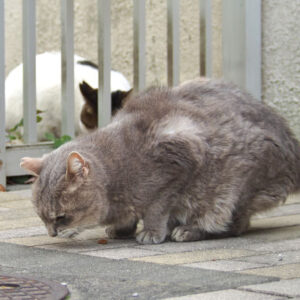食べるグリとルーフ