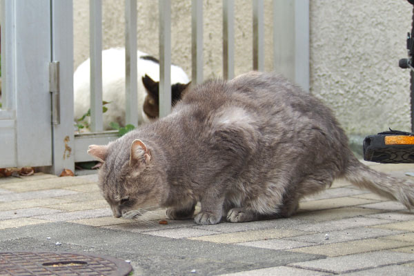 食べるグリとルーフ