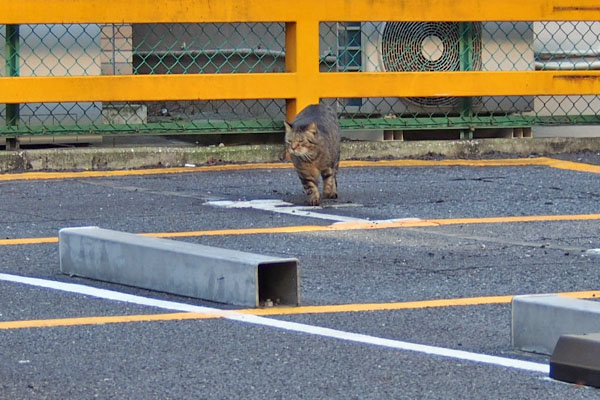 出て来た　シマヲ