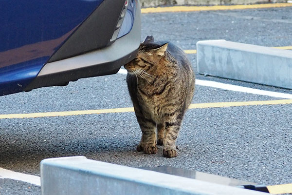 車にごちん　シマヲ