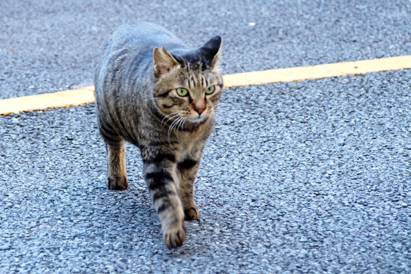 危険を察知　シマヲ