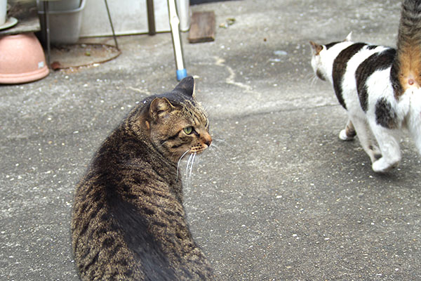 セイとシマヲ