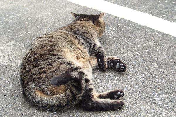 そらちゃんを見てる　シマヲ
