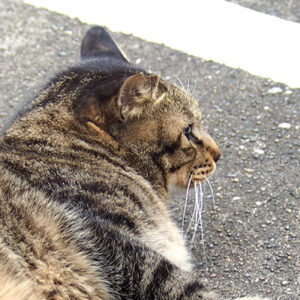 shimawo head