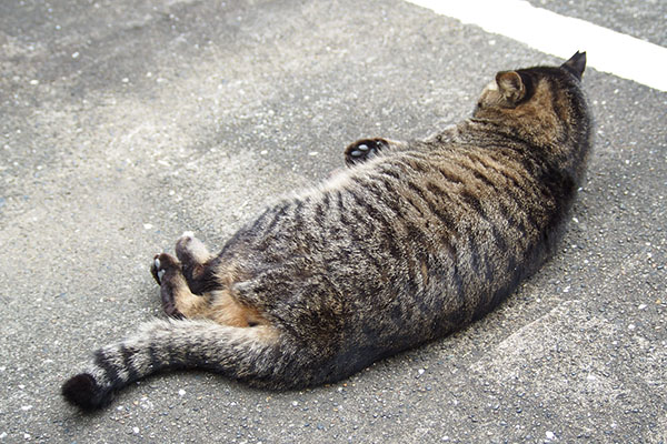 リラックス　シマヲ