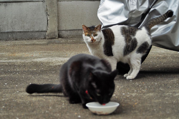モノタとセイ