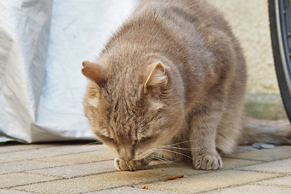 食べる　グリ