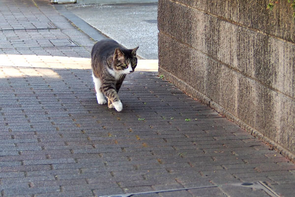 行くで　アシメ