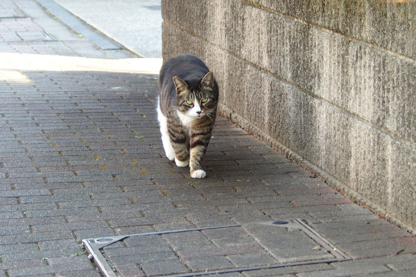 前進　アシメ