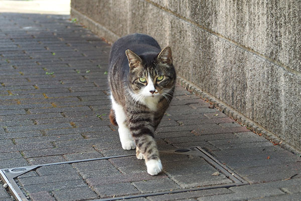 アイコンタクト　アシメ