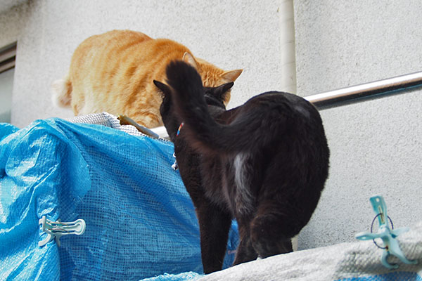 モノタそらちゃんに交渉