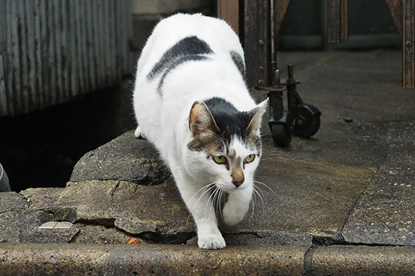 出掛ける　しろまる