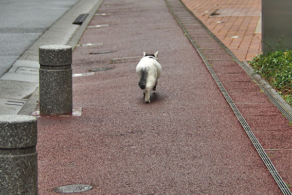 駆け抜ける　しろまる