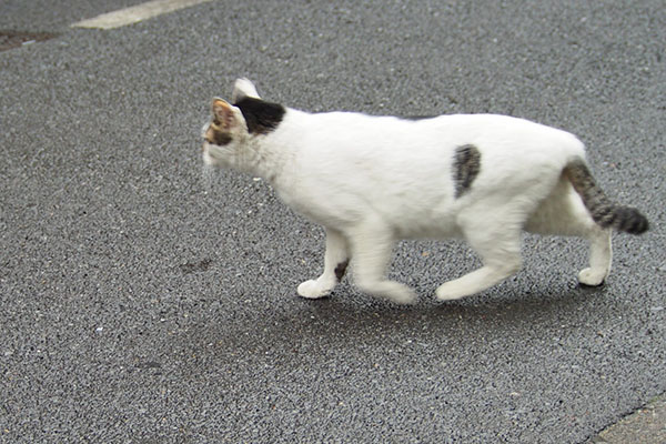 今度はどこ　しろまる