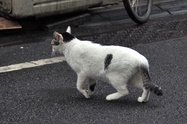 へっぴり腰　しろまる