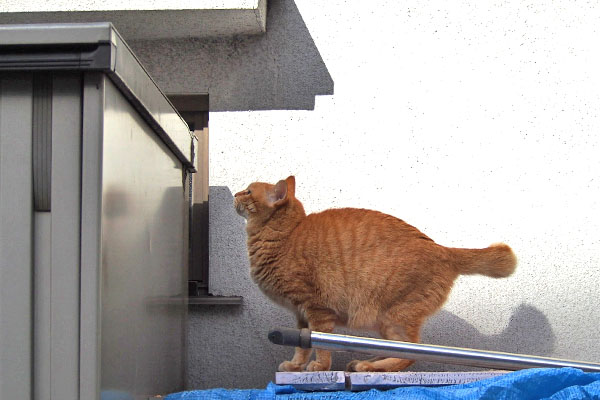 ほにゃお部屋へ　そらちゃん