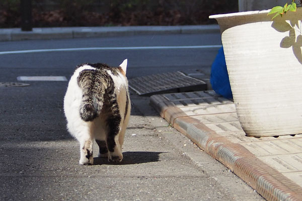 今にゃ　ケイ