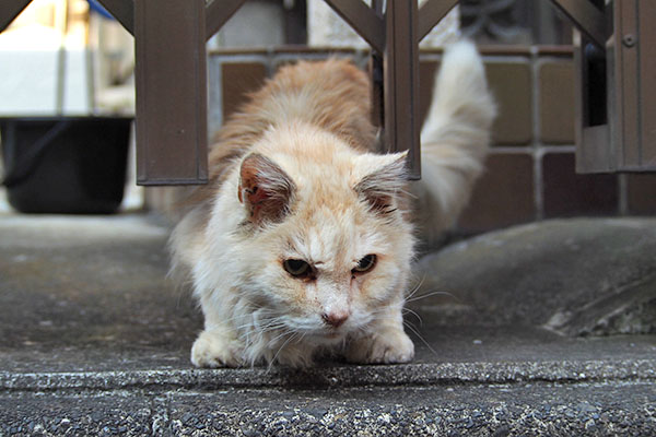 出ちゃいかん　ナリコ