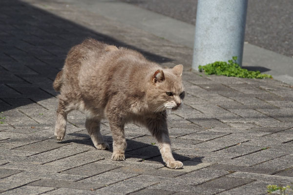 グリ　接近中