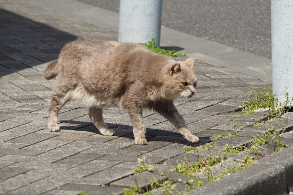 すんすん　グリ