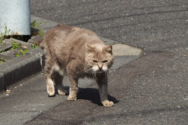 黒モフが居る　グリ