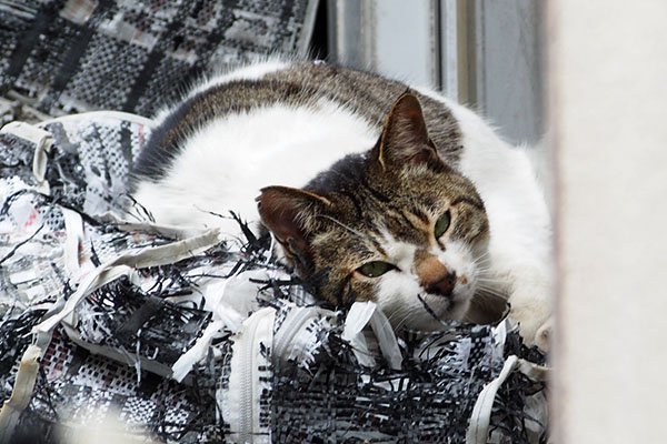 眠いにゃ　ネオ