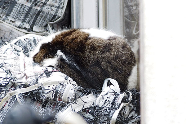 また寝てた　ネオ