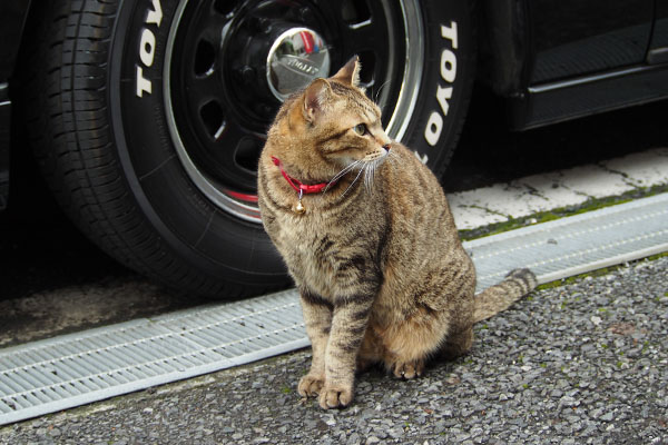 後ろ警戒　らい