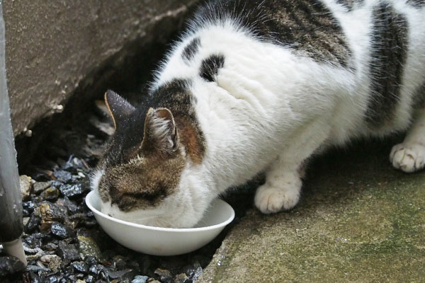 食べるしぐれ３