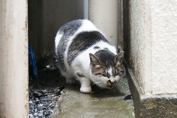 カリカリ追加　しぐれ