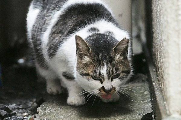 カリカリ追加　しぐれ３