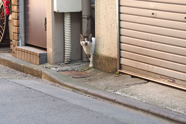 叫ぶ　しぐれ