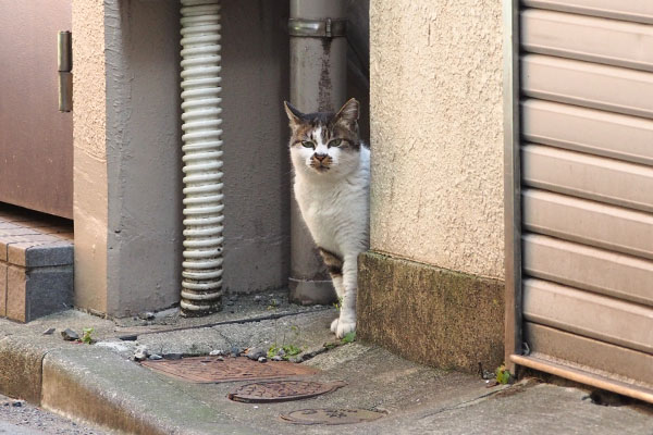 スルーしたにゃろ　しぐれ