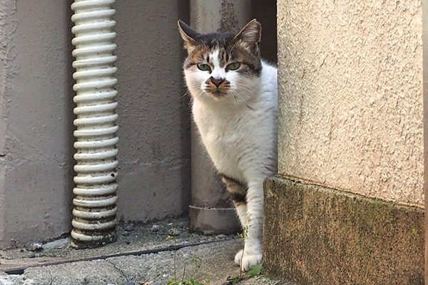 文句ありそう　しぐれ
