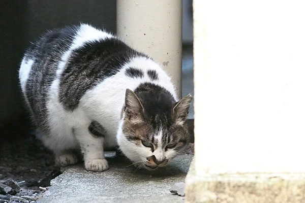 別れ際のカリカリ　しぐれ