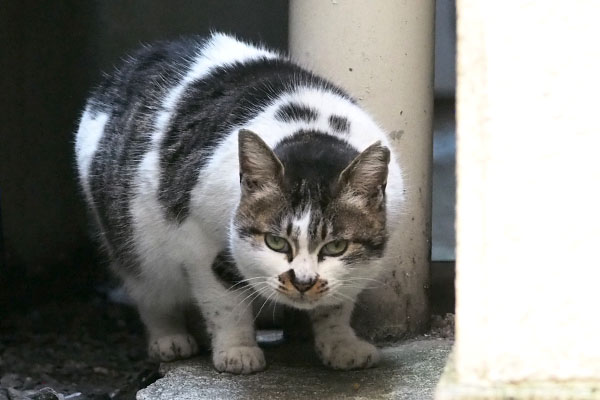 睨む　しぐれ